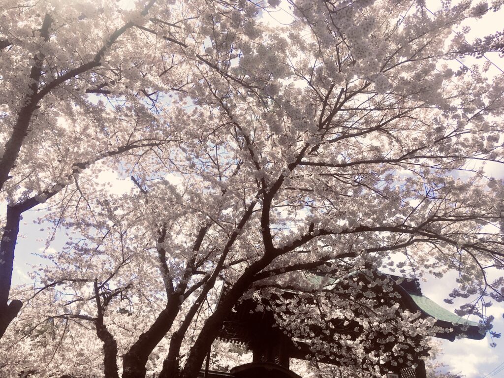子供の日を迎えて小樽は今桜が満開です。
